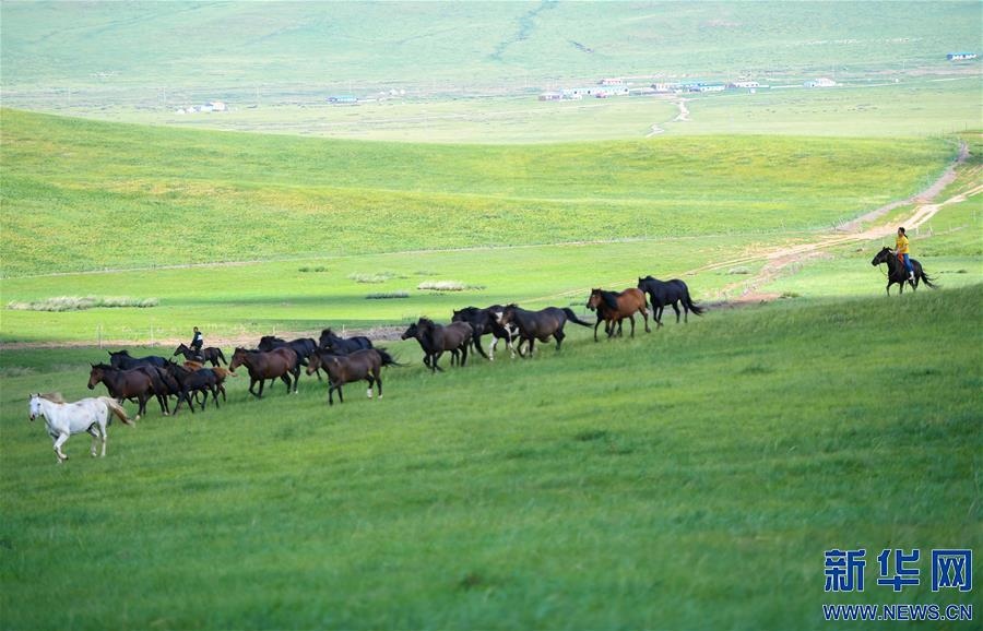 (特別的暑期生活·圖片故事)(15)草原女孩錫林花的暑期“歡樂時光”