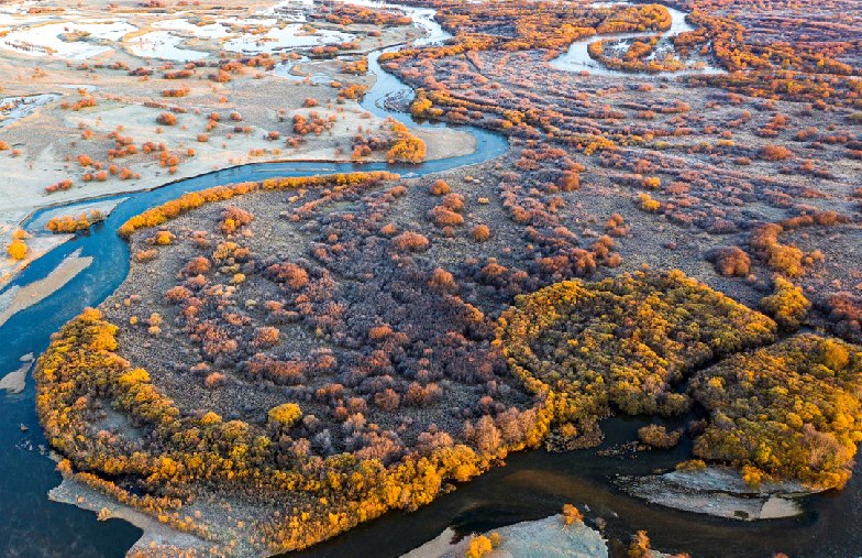 霜冷長河興安嶺 北國林海別樣秋