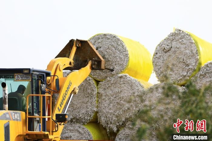 叉車將采棉機吐出的“金蛋蛋”裝車。　高雙強 攝