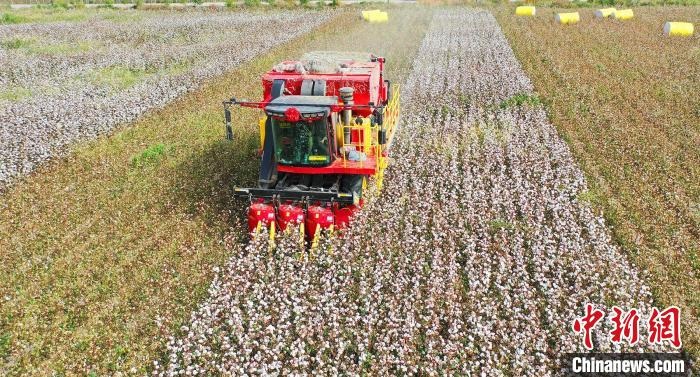 采棉機正在采收棉花，猶如在五線譜上跳動的音符，正在演奏豐收的樂章?！∷谓?攝