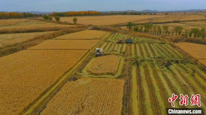 圖為科右中旗杜爾基鎮(zhèn)雙金嘎查的萬畝水稻田進(jìn)入集中收割期?！≮w殿威 攝
