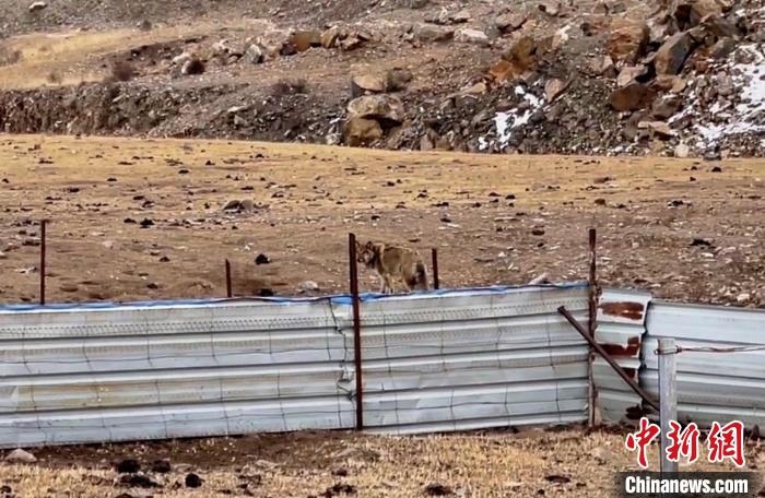 圖為闖入村民家中的野狼。　興?？h公安局溫泉派出所供圖