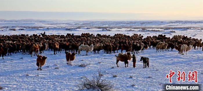 進(jìn)入冬季，駱駝在戈壁灘上散養(yǎng)。　郭靜琨 攝