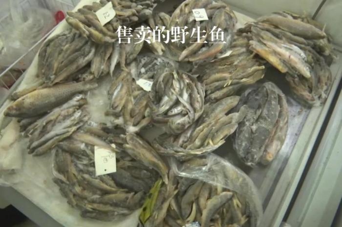 2021年12月6日，督察組現(xiàn)場隨機(jī)抽查發(fā)現(xiàn)，保護(hù)區(qū)附近餐館仍然存在非法經(jīng)營野生河魚的問題