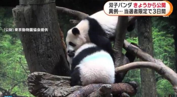 12日，日本東京上野動(dòng)物園的旅日雙胞胎熊貓開始同游客見面。(圖片來源：日本富士電視臺視頻截圖)
