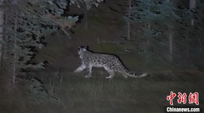 圖為被放歸自然的雪豹(資料圖)?！?nèi)蒙古林草局供圖。