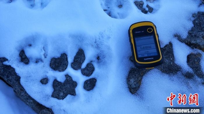 圖為疑似放歸雪豹的足跡(資料圖)?！?nèi)蒙古賀蘭山國家級(jí)自然保護(hù)區(qū)供圖