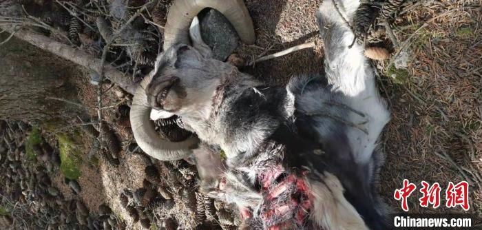 圖為疑似雪豹捕食巖羊的殘骸(資料圖)?！?nèi)蒙古賀蘭山國家級(jí)自然保護(hù)區(qū)供圖