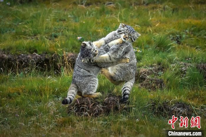 圖為作品《難分伯仲》?！〗股?攝