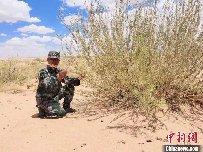 圖為謝寶民查看梭梭長勢。　受訪者供圖