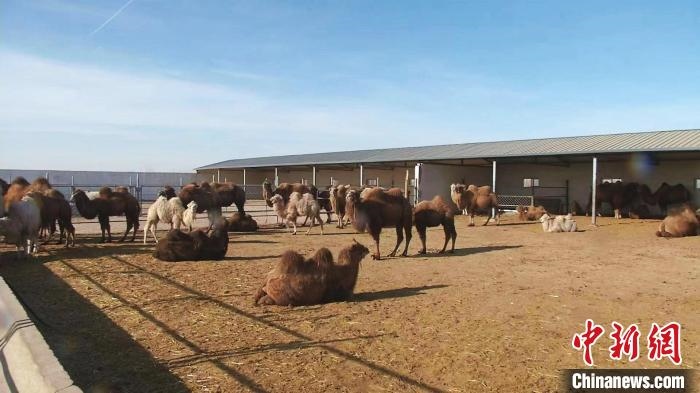 圖為額濟納旗駝奶產(chǎn)業(yè)基地?！⊥蹰L梅 攝