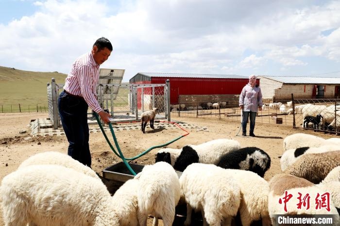 圖為圖門達來在喂羊?！埵鹧?攝