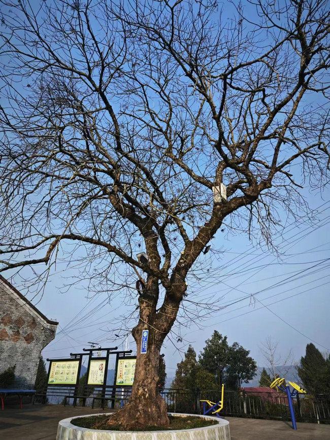 老家附近的地標(biāo)古樹(shù).jpg