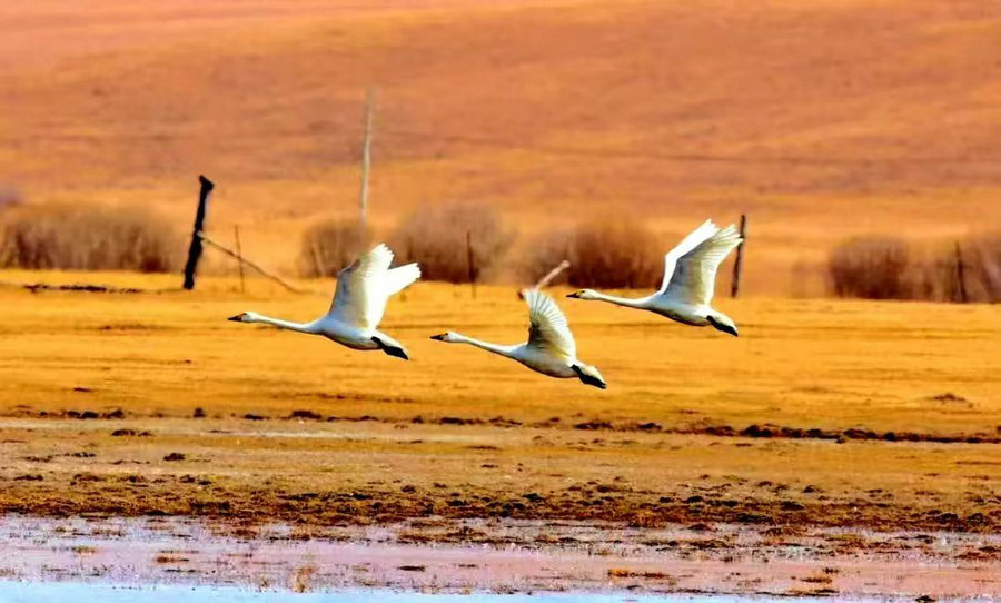 1734675804129783.jpg 微信圖片_20241220141944.jpg