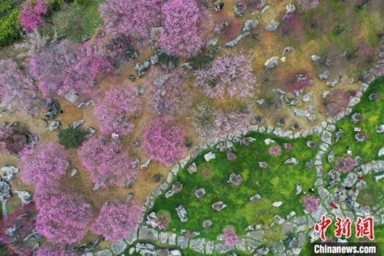 2月23日，航拍乾藝梅園景區(qū)綻放的梅花。瞿宏倫 攝