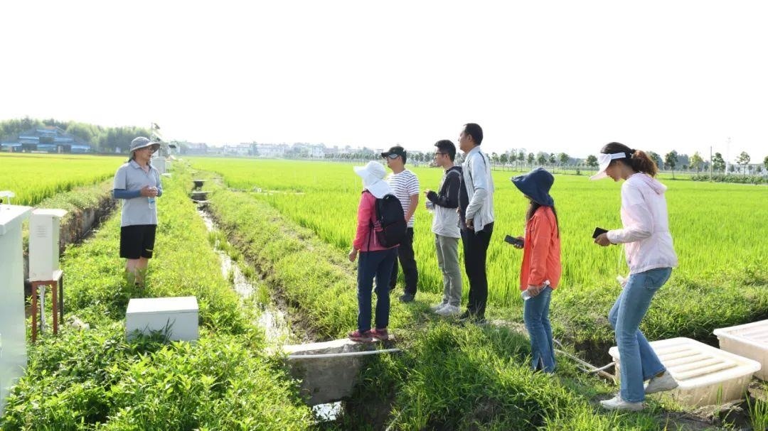 △云南大理古生村科技小院成員在田間調(diào)查。