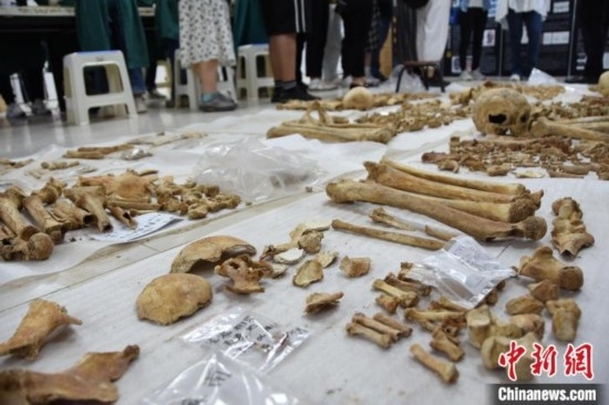 圖為已清理完畢的骨骼標(biāo)本。王宇 攝