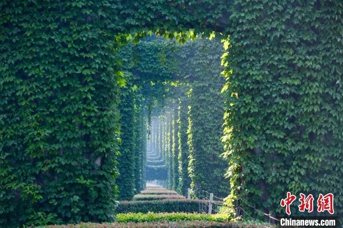 成都二環(huán)高架橋墩被植被爬滿，形成“綠野仙蹤”景觀?！埨?攝