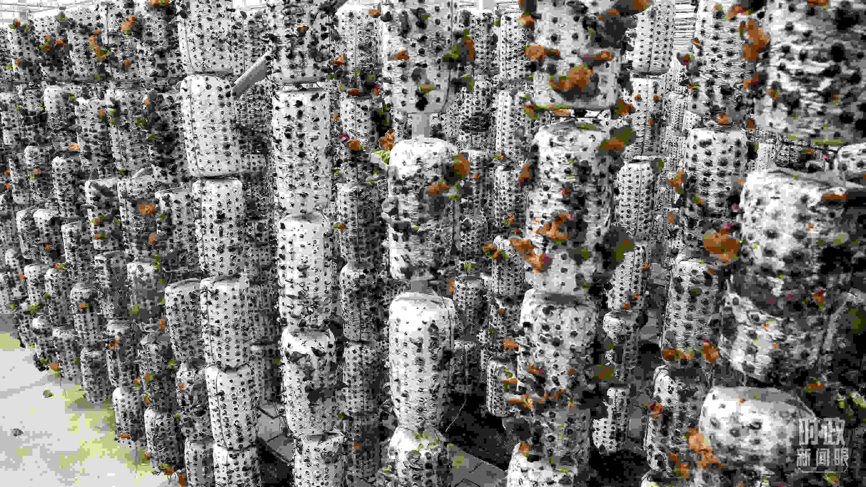 △金米村的小木耳、大產(chǎn)業(yè)。（圖／視覺中國）