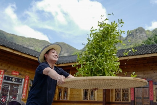 2023年4月19日，重慶市南川區(qū)德隆鎮(zhèn)茶樹村一個(gè)居民點(diǎn)，制茶工藝傳承人在幫助村民翻曬新鮮茶葉。