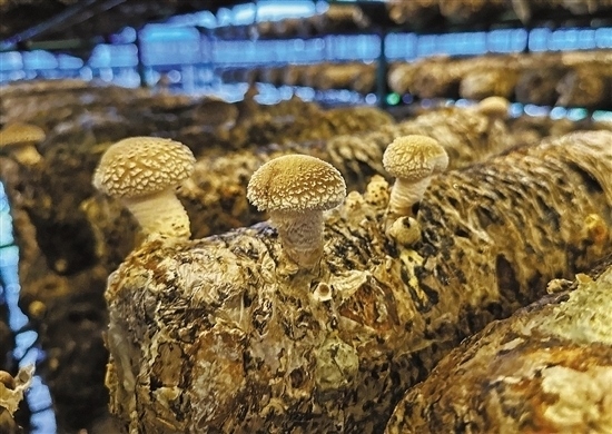 龍游數智大棚種植的花菇。 記者 祝梅 攝