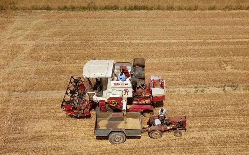 2023年6月14日，在山東省臨邑縣林子鎮(zhèn)，聯(lián)合收割機在收獲小麥。