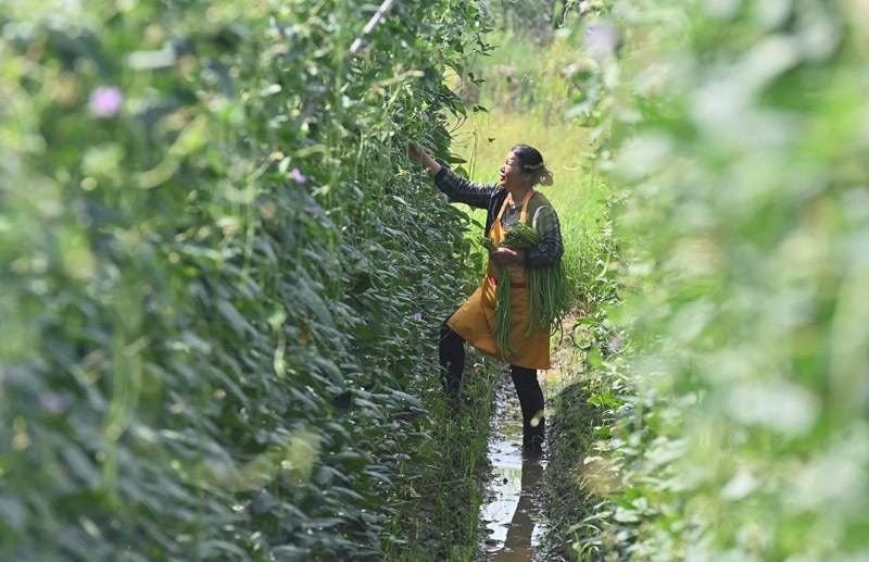 2023年6月15日，在廣西柳州市鹿寨縣中渡鎮(zhèn)石墨村，村民在高標準農(nóng)田里采收豆角。