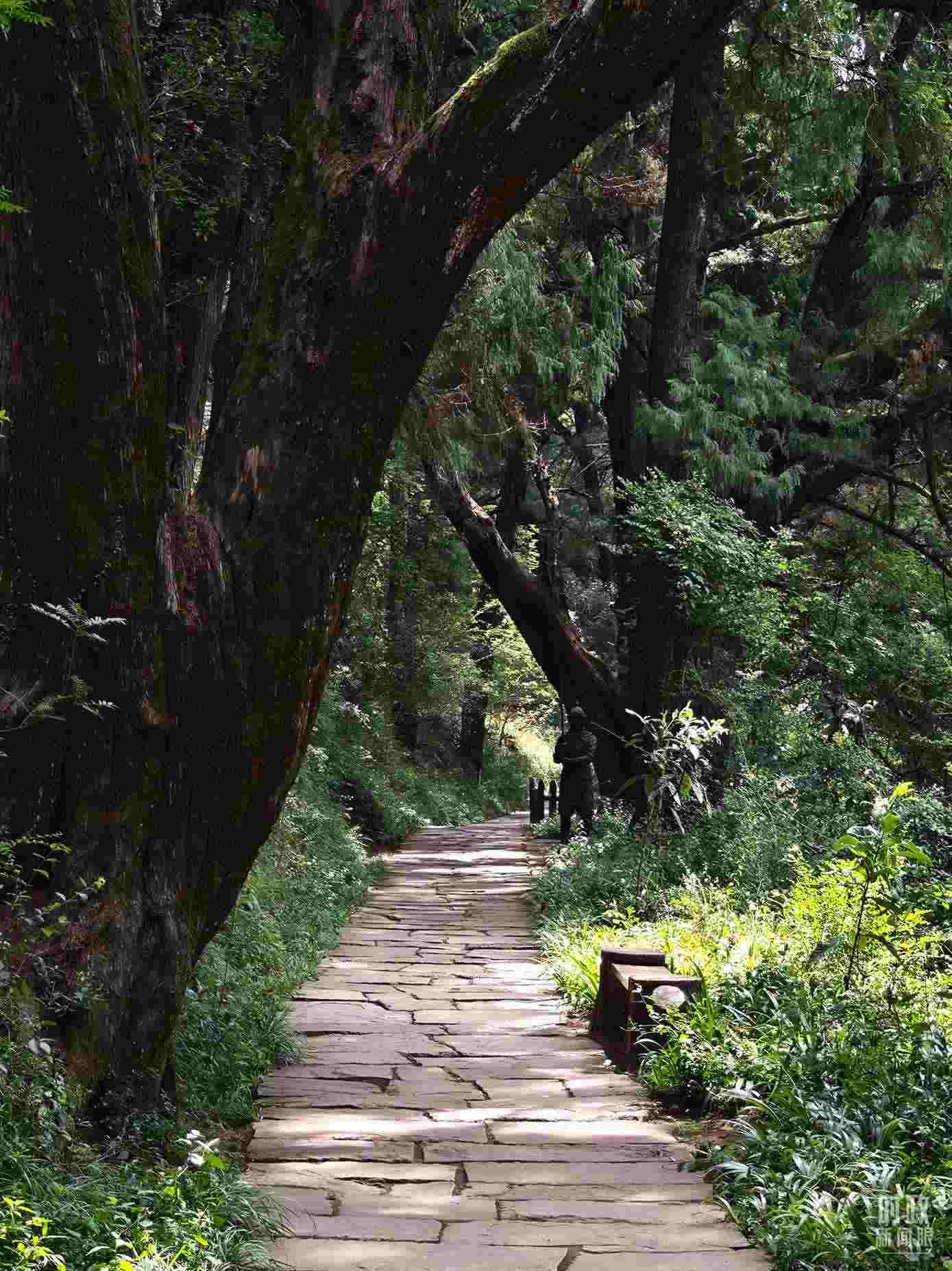 △古蜀道與古柏。（總臺央視記者彭漢明拍攝）