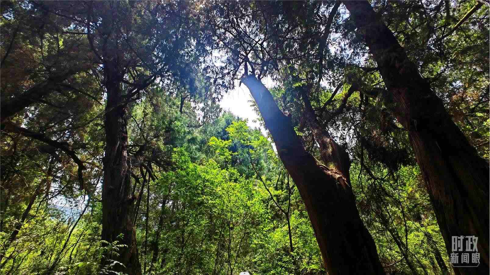 △翠云廊內，古柏郁郁蔥蔥。（總臺央視記者程鋮拍攝）