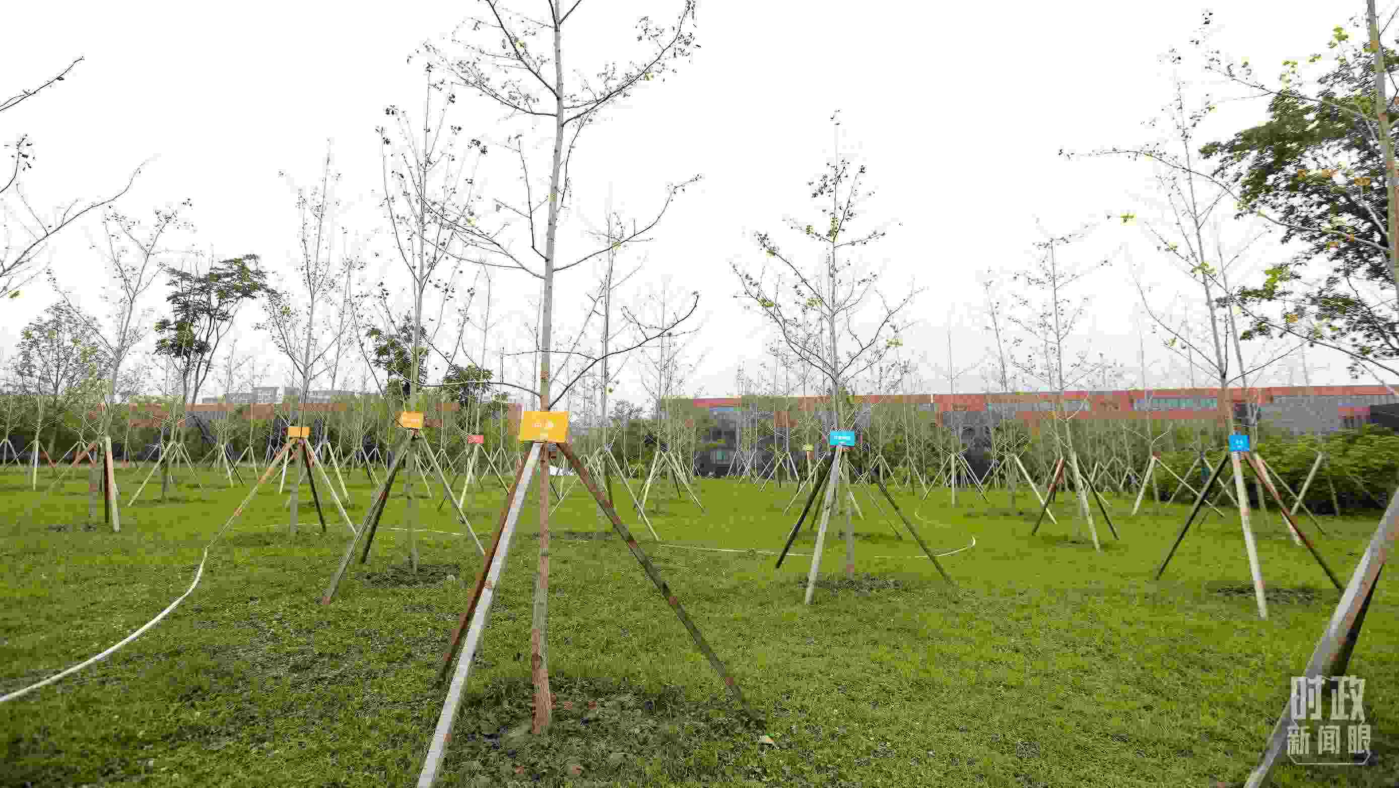 成都大運(yùn)村內(nèi)專門種植了友誼林，各國代表團(tuán)都可認(rèn)領(lǐng)。