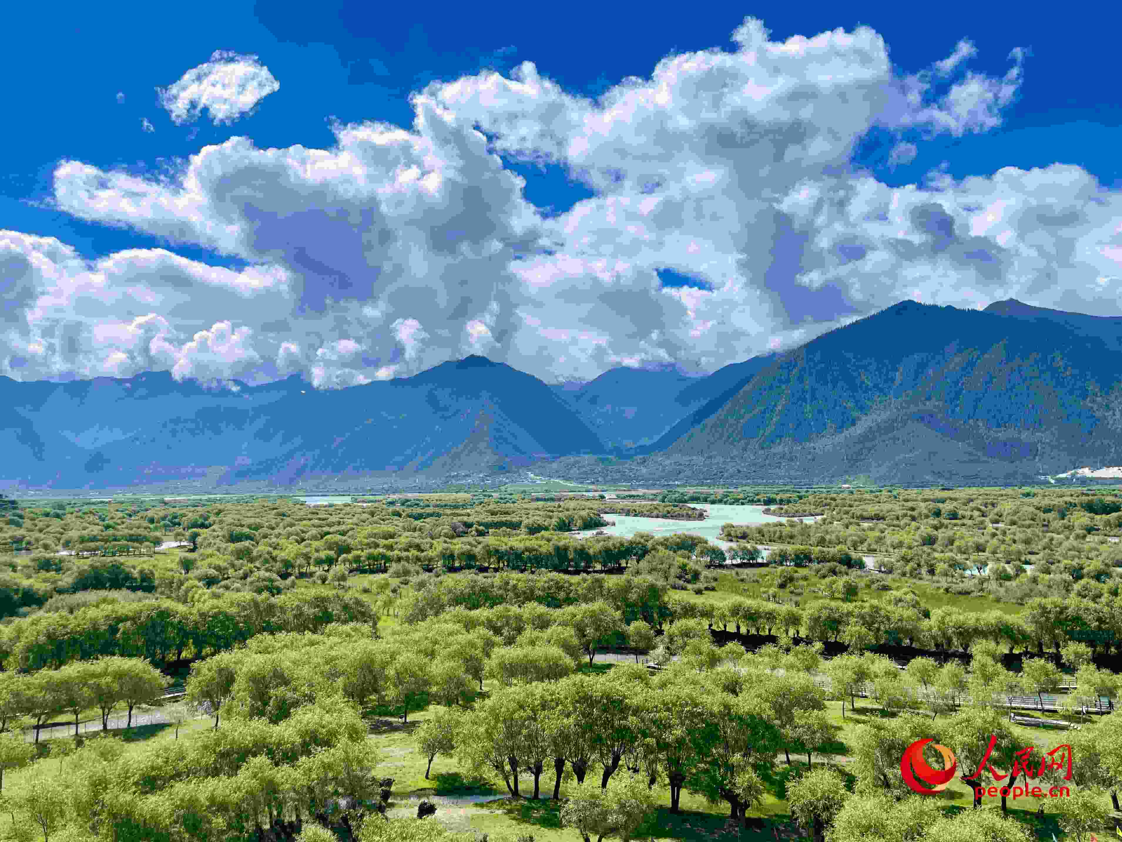 夏日的雅尼國家濕地公園生機盎然，如詩如畫。人民網 周靜圓攝