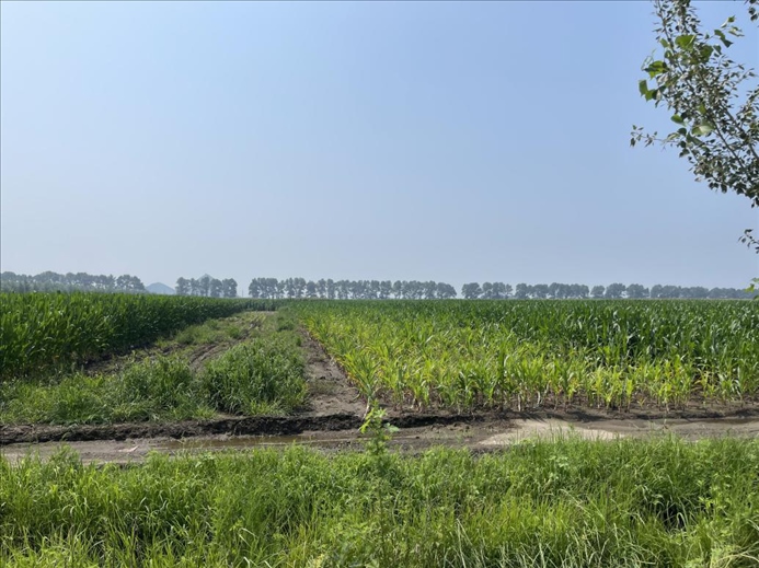 玉米高矮不齊對(duì)比（中國之聲記者江曉晨 攝）