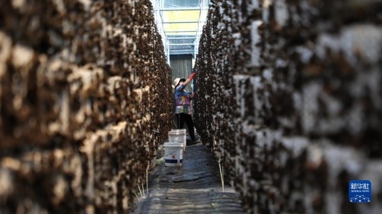 7月29日，在卓尼縣納浪鎮(zhèn)納浪村黑木耳種植基地，農(nóng)戶在采摘黑木耳。