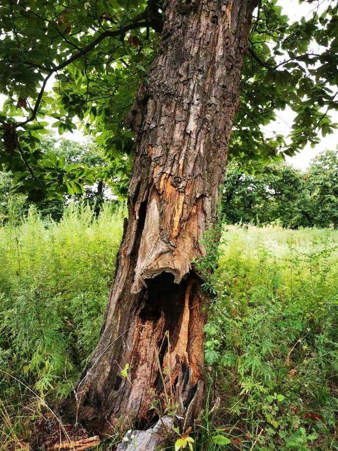 圖為2021年10月拍攝的秦嶺北麓百年板栗古樹遭破壞情況。人民網(wǎng)記者 吳超攝