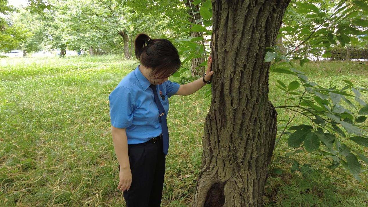 惠琳琳仔細(xì)查看古樹生長近況。人民網(wǎng) 黨童攝