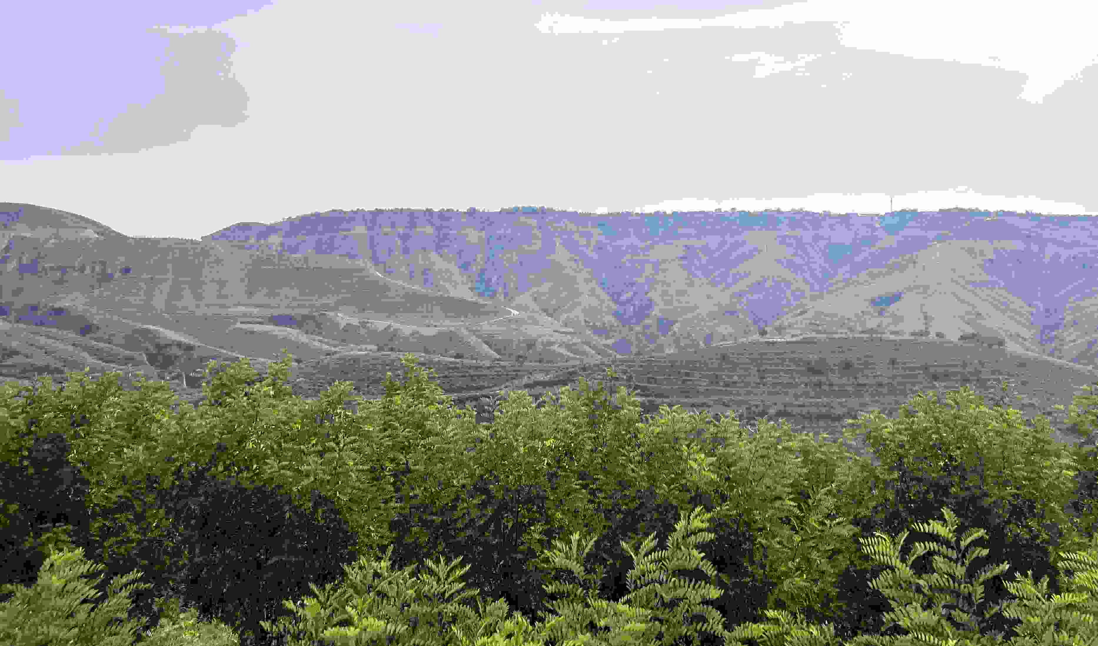 吳堡縣沿黃生態(tài)林。人民網(wǎng)記者 王連香攝