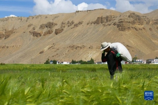 8月12日，西藏阿里地區(qū)普蘭縣赤德村村民在青稞田里勞作。