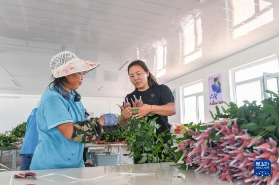 8月17日，吉林省德惠市朱城子鎮(zhèn)沿河村程雪家庭農(nóng)場(chǎng)的負(fù)責(zé)人楊雪（右）指導(dǎo)農(nóng)民修剪玫瑰花。新華社記者 張楠 攝