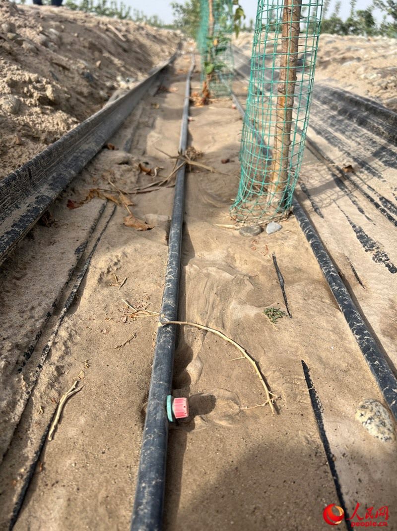 水肥一體化滴灌技術，可極大節(jié)約用水量。人民網(wǎng)記者 常雪梅攝