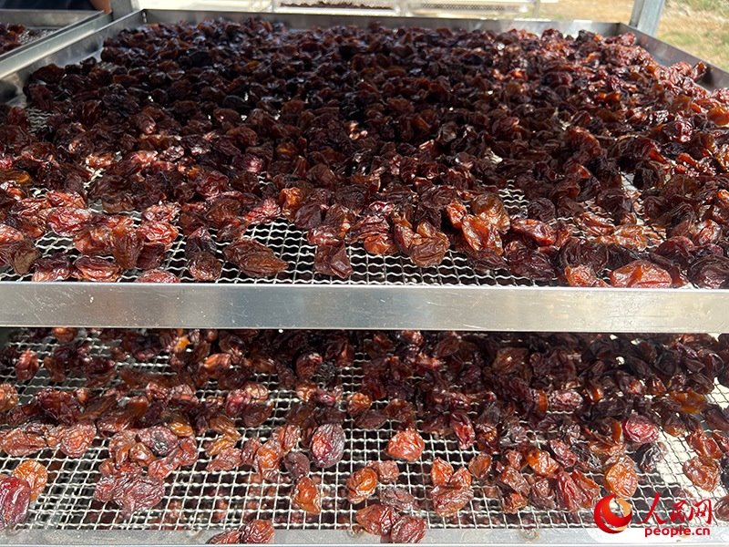 晾曬西梅。人民網(wǎng)記者 常雪梅攝