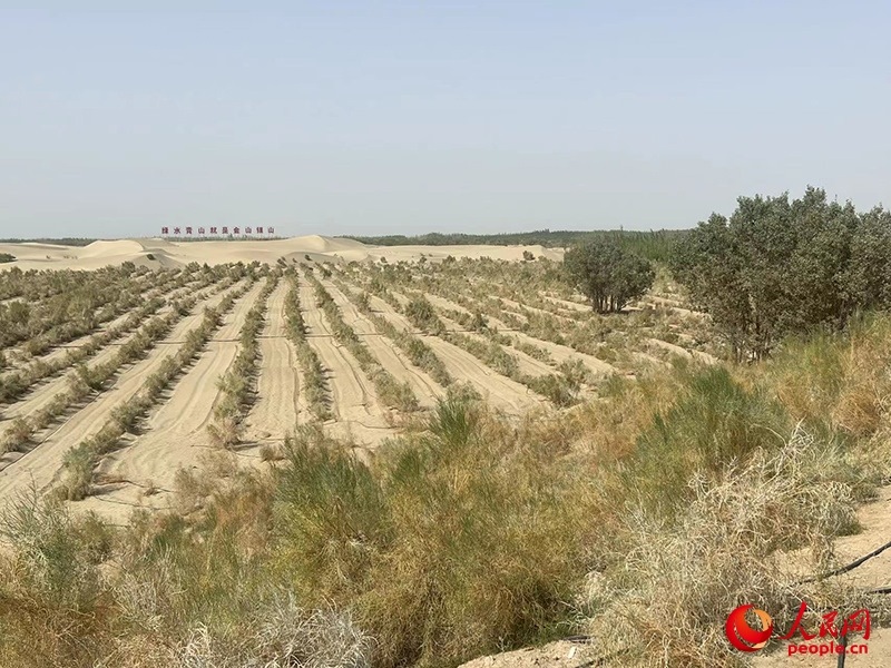 麥蓋提縣百萬畝防風(fēng)固沙生態(tài)林建設(shè)工程。人民網(wǎng)記者 常雪梅攝