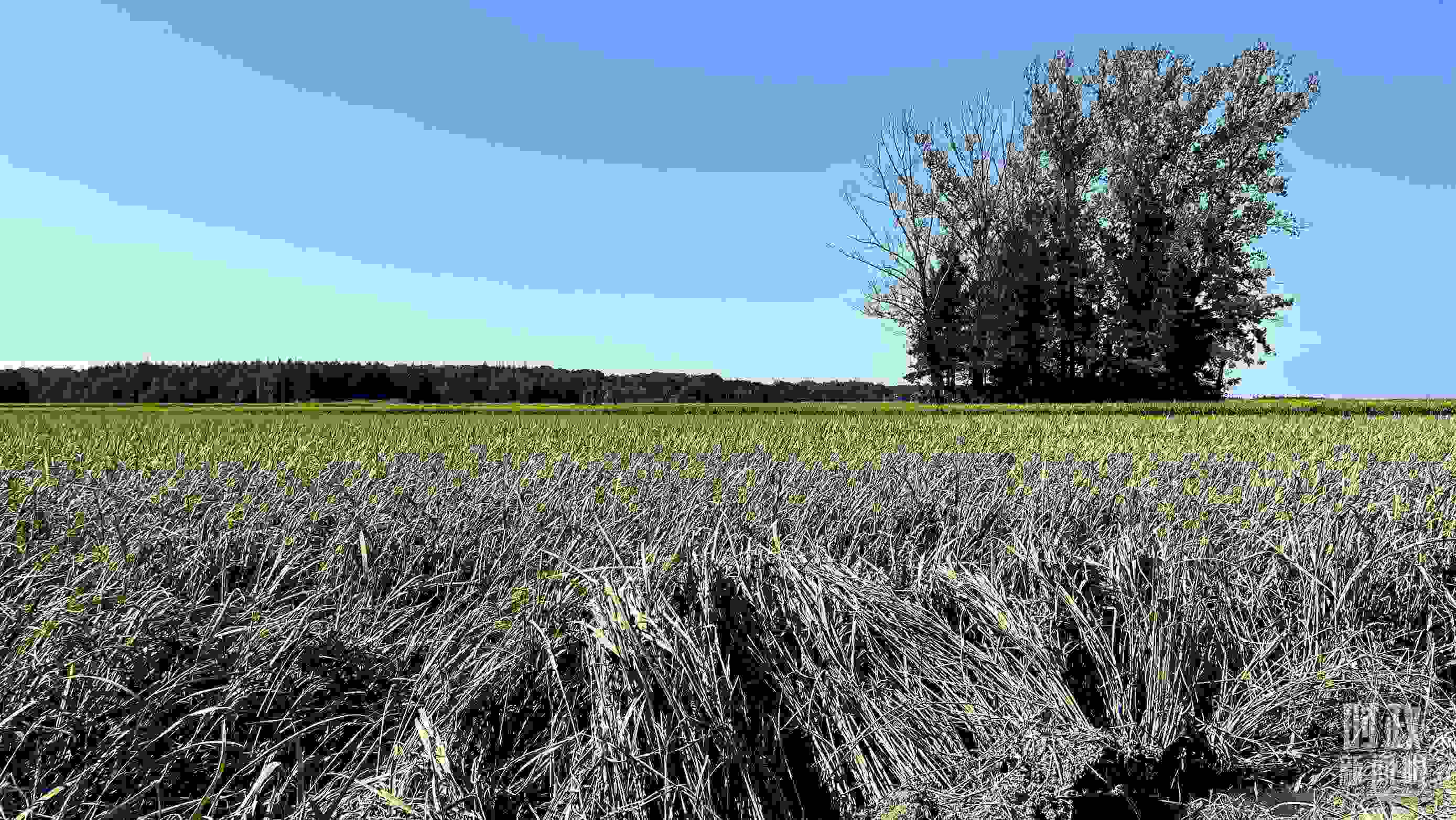 △龍王廟村遭受洪澇災(zāi)害的農(nóng)田。（總臺央視記者邢彬拍攝）