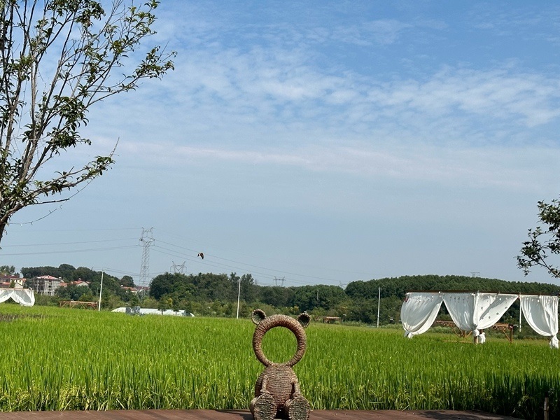 林語未來村打造農(nóng)家畈田園綜合體。人民網(wǎng) 王紹紹攝