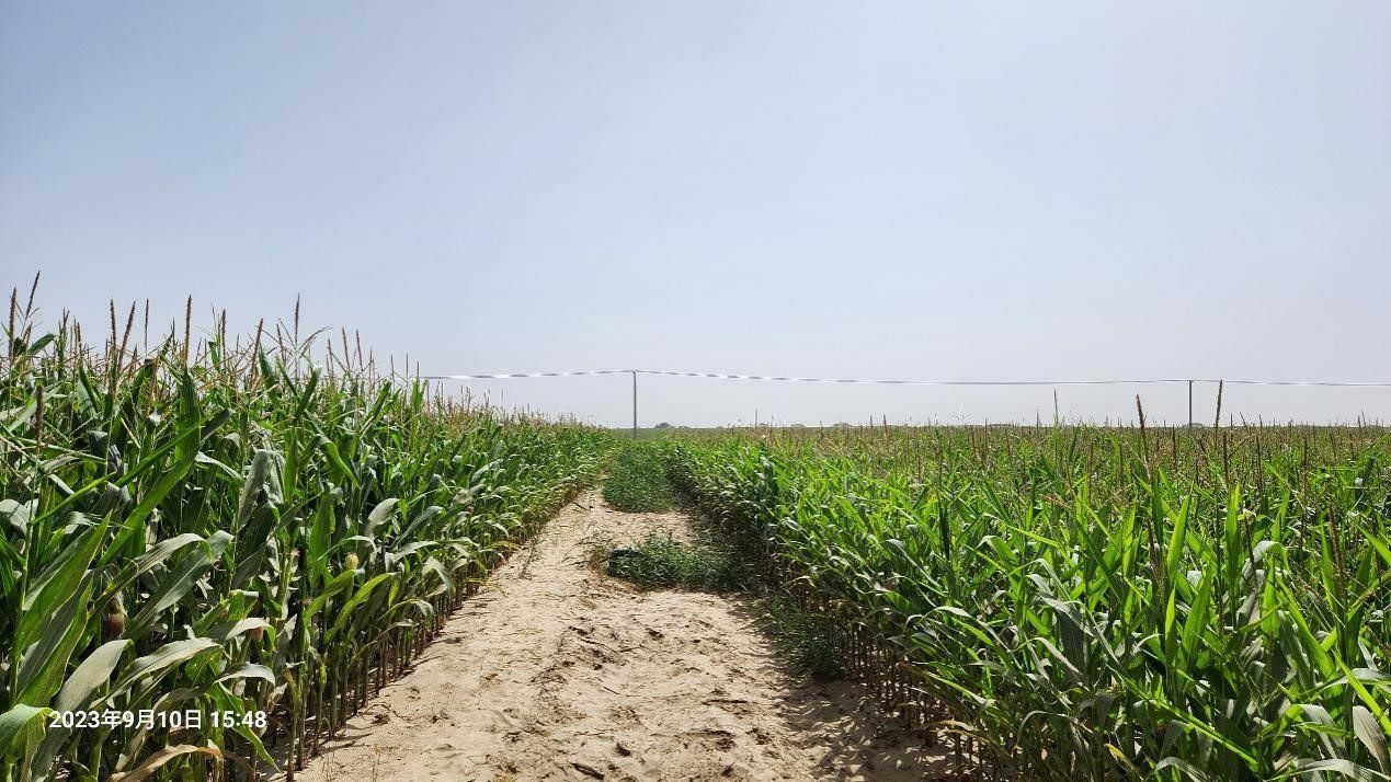 玉米改良40天后對比（左邊為改良組，右邊為對照組）。胡樹文團隊供圖