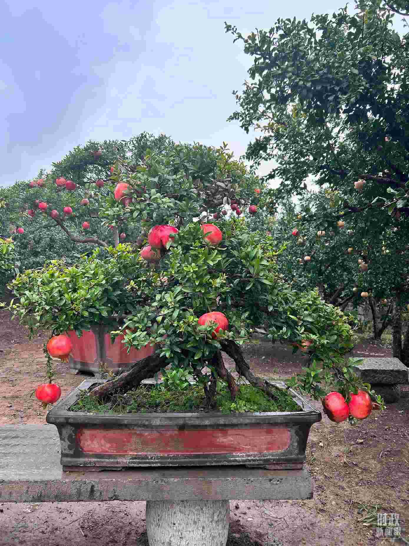 △冠世榴園內(nèi)的石榴盆栽。（總臺央視記者黎兵拍攝）