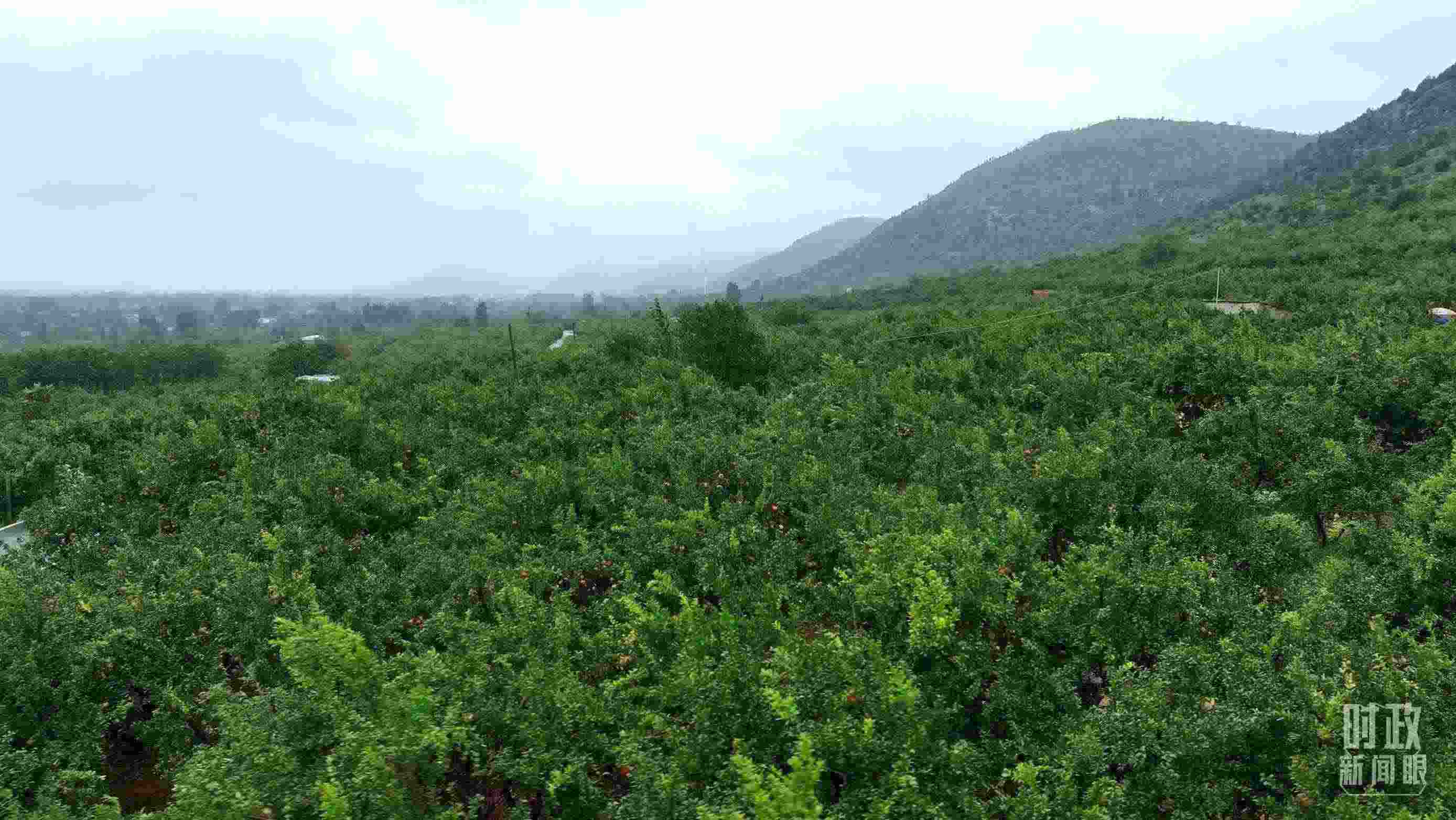 △山東棗莊冠世榴園。（總臺記者韓森、張鵬拍攝）