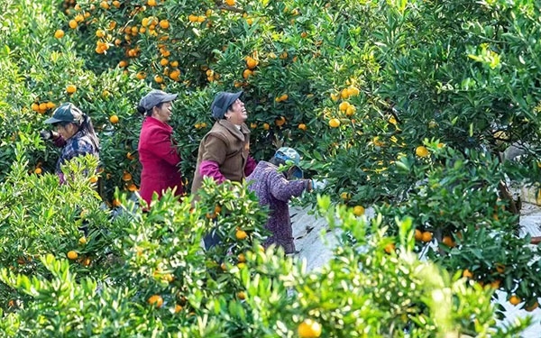 農(nóng)戶(hù)在果園中采摘果實(shí)。湖南省石門(mén)縣融媒體中心 唐亞翔攝