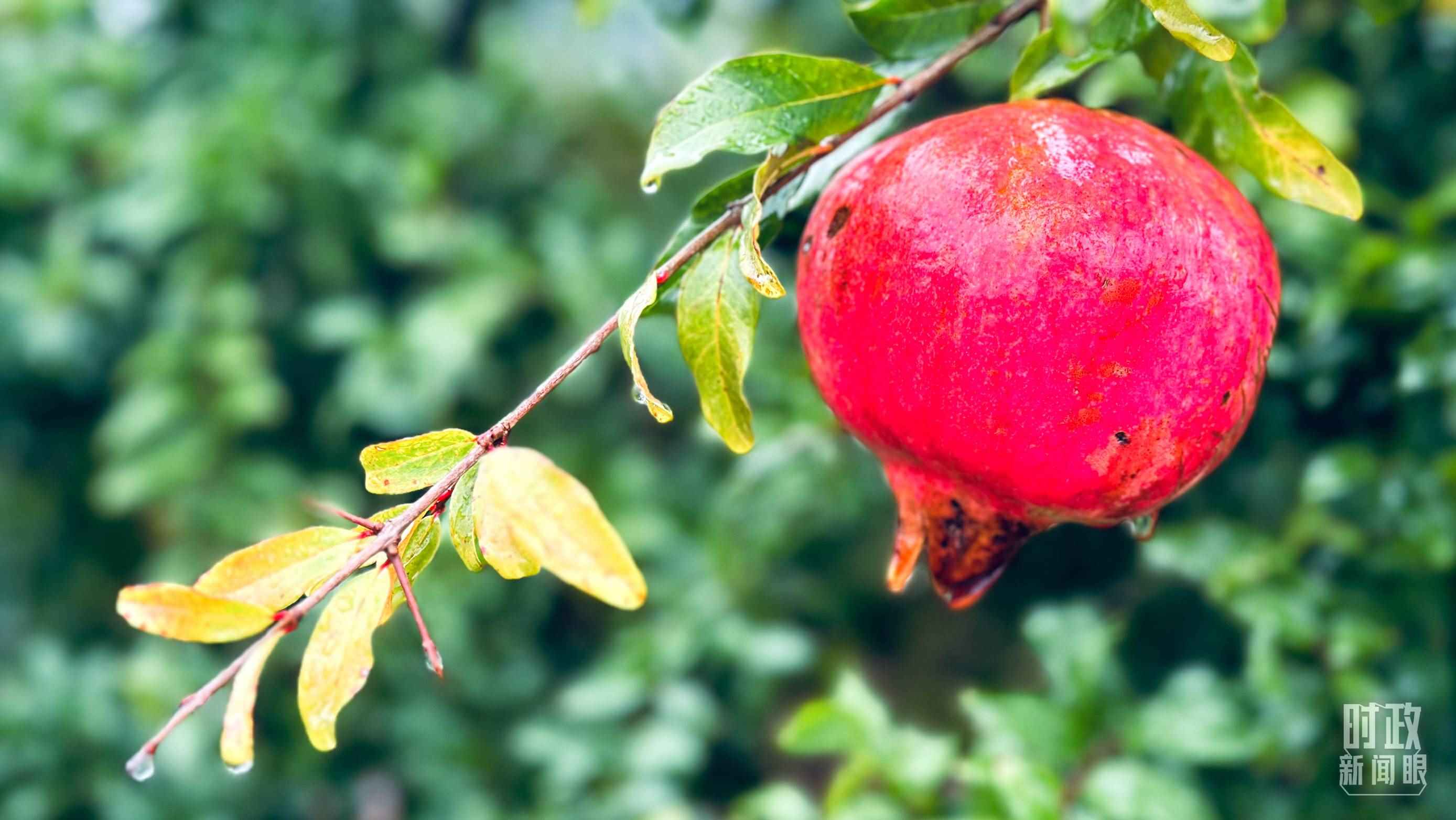 △山東省棗莊市冠世榴園，石榴紅了。（總臺央視記者范一鳴拍攝）