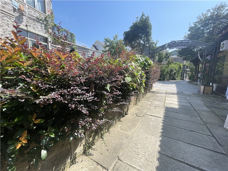 打卡杭州亞運(yùn)會(huì)丨“畫外桐塢”的深層蛻變 完美詮釋杭州的時(shí)代活力