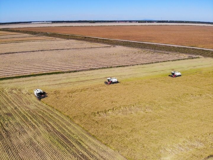 這是在位于黑龍江雙鴨山市友誼縣的北大荒農(nóng)業(yè)股份有限公司友誼分公司一地塊拍攝的水稻收獲現(xiàn)場（2023年9月21日攝，無人機照片）。新華社記者 王松 攝